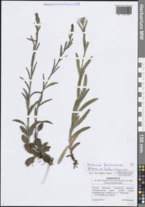 Veronica spicata subsp. bashkiriensis Klokov ex Tzvelev, Eastern Europe, Middle Volga region (E8) (Russia)