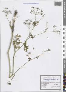Chaerophyllum bulbosum L., South Asia, South Asia (Asia outside ex-Soviet states and Mongolia) (ASIA) (Iran)