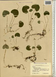 Viola palustris L., Eastern Europe, Estonia (E2c) (Estonia)