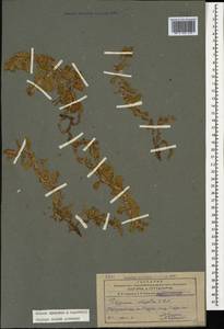 Polygonum cognatum subsp. cognatum, Caucasus, Azerbaijan (K6) (Azerbaijan)