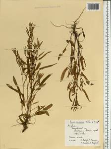 Rumex ucranicus Fisch., Eastern Europe, Middle Volga region (E8) (Russia)