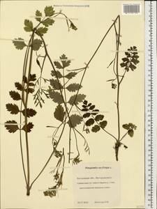 Pimpinella saxifraga L., Eastern Europe, Central forest region (E5) (Russia)