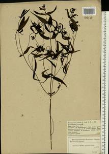 Melampyrum pratense L., Eastern Europe, Central forest-and-steppe region (E6) (Russia)