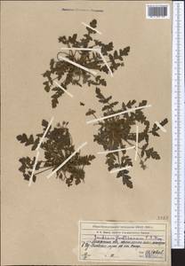 Erodium hoefftianum C. A. Meyer, Middle Asia, Northern & Central Tian Shan (M4) (Kazakhstan)