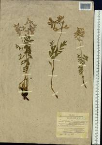 Hedysarum hedysaroides subsp. arcticum (B.Fedtsch.)P.W.Ball, Siberia, Western Siberia (S1) (Russia)
