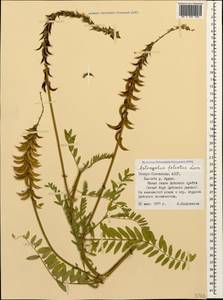 Astragalus falcatus Lam., Caucasus, North Ossetia, Ingushetia & Chechnya (K1c) (Russia)