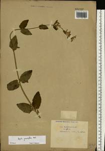 Nepeta grandiflora M.Bieb., Eastern Europe, Central region (E4) (Russia)