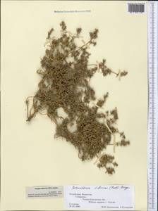 Petrosimonia sibirica (C. A. Mey.) Bunge, Middle Asia, Muyunkumy, Balkhash & Betpak-Dala (M9) (Kazakhstan)