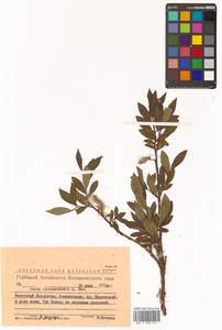 Salix saposhnikovii A. K. Skvortsov, Siberia, Altai & Sayany Mountains (S2) (Russia)