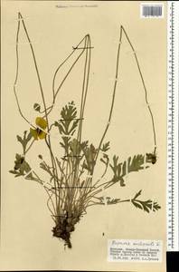 Oreomecon nudicaulis subsp. nudicaulis, Mongolia (MONG) (Mongolia)