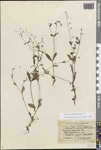 Myosotis sparsiflora J. C. Mikan ex Pohl, Eastern Europe, Lower Volga region (E9) (Russia)