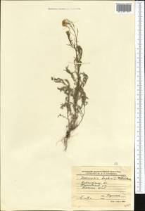 Descurainia sophia (L.) Webb ex Prantl, Middle Asia, Northern & Central Kazakhstan (M10) (Kazakhstan)