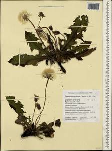 Taraxacum serotinum (Waldst. & Kit.) Poir., Crimea (KRYM) (Russia)