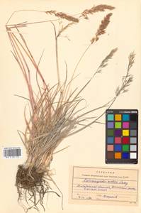 Calamagrostis purpurascens subsp. purpurascens, Siberia, Chukotka & Kamchatka (S7) (Russia)