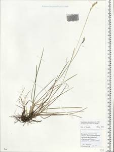 Danthonia decumbens (L.) DC., Eastern Europe, Belarus (E3a) (Belarus)