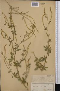 Melilotus albus Medik., Middle Asia, Muyunkumy, Balkhash & Betpak-Dala (M9) (Kazakhstan)