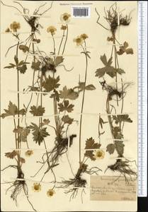 Ranunculus grandifolius C. A. Mey., Middle Asia, Northern & Central Tian Shan (M4) (Kazakhstan)