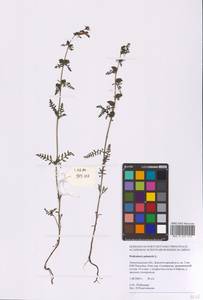 Pedicularis palustris L., Eastern Europe, North-Western region (E2) (Russia)