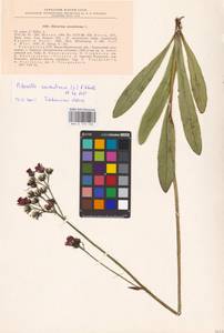 Pilosella aurantiaca, Eastern Europe, West Ukrainian region (E13) (Ukraine)