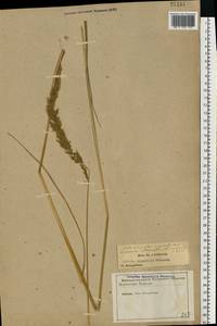 Achnatherum calamagrostis (L.) P.Beauv., Eastern Europe, North-Western region (E2) (Russia)