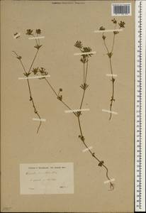 Asperula orientalis Boiss. & Hohen., South Asia, South Asia (Asia outside ex-Soviet states and Mongolia) (ASIA) (Turkey)