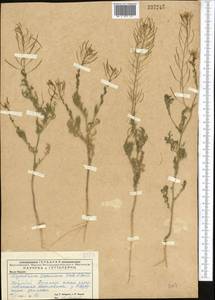 Descurainia sophia (L.) Webb ex Prantl, Middle Asia, Caspian Ustyurt & Northern Aralia (M8) (Kazakhstan)