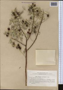 Elaeagnus angustifolia subsp. angustifolia, Middle Asia, Syr-Darian deserts & Kyzylkum (M7) (Tajikistan)
