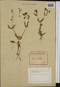 Valerianella eriocarpa Desv., Western Europe (EUR) (France)