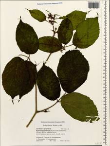 Rubus hirtus Waldst. & Kit., Caucasus, Krasnodar Krai & Adygea (K1a) (Russia)