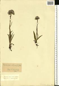 Saussurea alpina (L.) DC., Eastern Europe, Northern region (E1) (Russia)