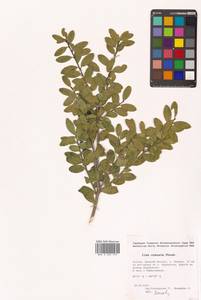 Ilex crenata Thunb., Siberia, Russian Far East (S6) (Russia)