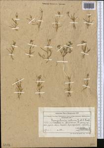 Spergularia marina (L.) Besser, Middle Asia, Muyunkumy, Balkhash & Betpak-Dala (M9) (Kazakhstan)