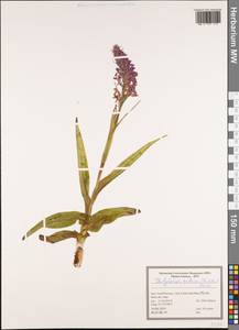 Dactylorhiza incarnata subsp. cilicica (Klinge) H.Sund., South Asia, South Asia (Asia outside ex-Soviet states and Mongolia) (ASIA) (Iran)