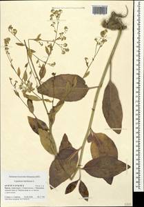 Lepidium latifolium L., Crimea (KRYM) (Russia)