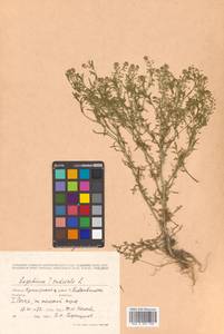 Lepidium ruderale L., Siberia, Russian Far East (S6) (Russia)