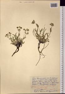 Bupleurum triradiatum Adams ex Hoffm., Siberia, Chukotka & Kamchatka (S7) (Russia)
