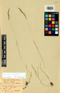 Agrostis stolonifera L., Siberia, Baikal & Transbaikal region (S4) (Russia)