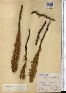 Phelipanche caesia (Rchb.) Soják, Middle Asia, Western Tian Shan & Karatau (M3) (Kazakhstan)