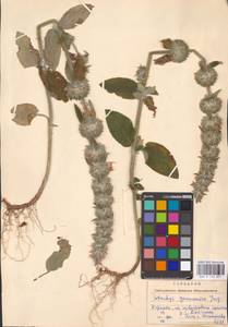 MHA 0 154 851, Stachys germanica L., Eastern Europe, West Ukrainian region (E13) (Ukraine)