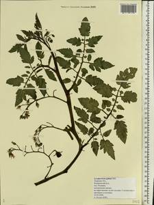 Solanum lycopersicum L., Eastern Europe, North-Western region (E2) (Russia)