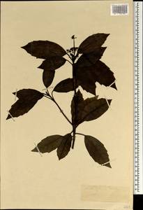 Aucuba japonica Thunb., South Asia, South Asia (Asia outside ex-Soviet states and Mongolia) (ASIA) (Japan)