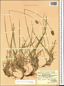 Sesleria phleoides Steven ex Roem. & Schult., Caucasus, Dagestan (K2) (Russia)