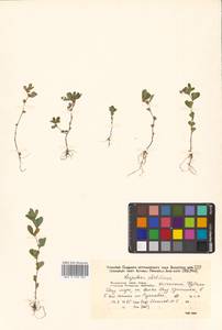 Kummerowia striata (Thunb.) Schindl., Siberia, Russian Far East (S6) (Russia)