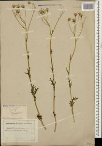 Senecio vernalis Waldst. & Kit., Caucasus, Stavropol Krai, Karachay-Cherkessia & Kabardino-Balkaria (K1b) (Russia)