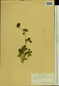 Trifolium incarnatum L., Eastern Europe, Moscow region (E4a) (Russia)