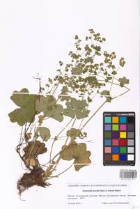 Alchemilla micans Buser, Eastern Europe, Moscow region (E4a) (Russia)