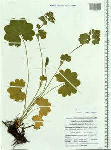 Alchemilla baltica Sam. ex Juz., Eastern Europe, Northern region (E1) (Russia)