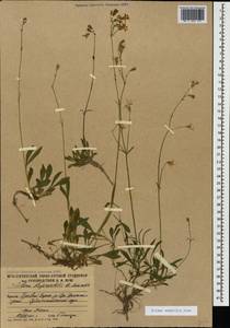 Silene saxatilis Sims, Caucasus, South Ossetia (K4b) (South Ossetia)