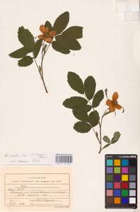 Rosa acicularis Lindl., Eastern Europe, Northern region (E1) (Russia)