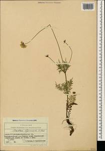 Scabiosa bipinnata C. Koch, Caucasus, Azerbaijan (K6) (Azerbaijan)